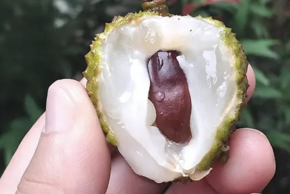 Horse Chestnut Extract