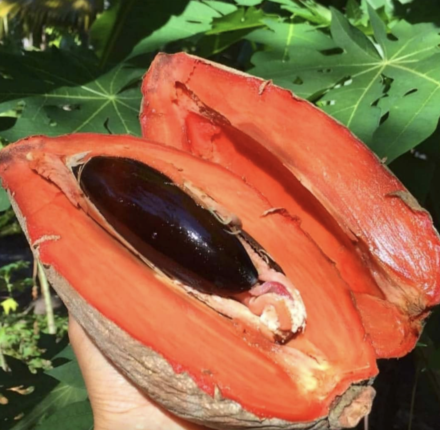 Sapote Fruit Extract